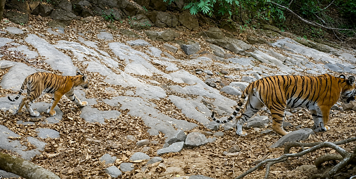 sahyadri tiger