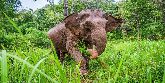Asiatic Elephant conservation