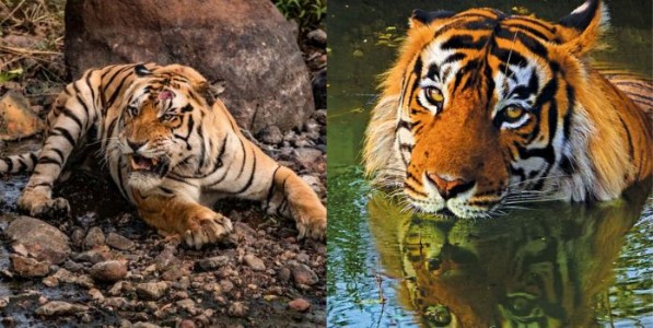 वाघांनाही बोचतात उन्हाच्या झळा...