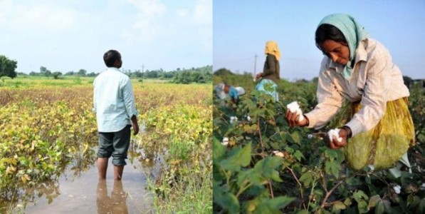 हवामानबदलामुळे पिकांचे बदलते नियोजन