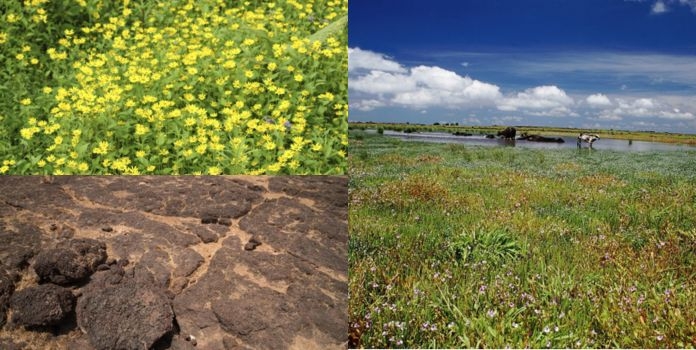 Konkan Laterite Plateau Biodiversity