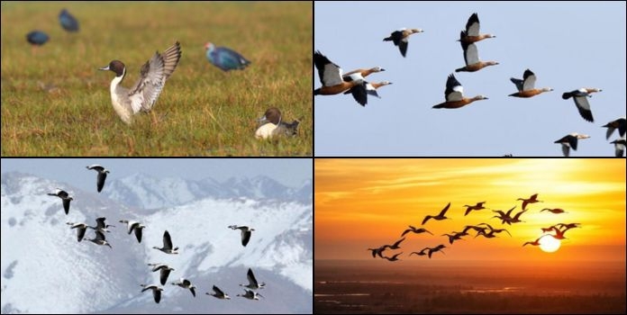  Climate Threatens Bird Migration