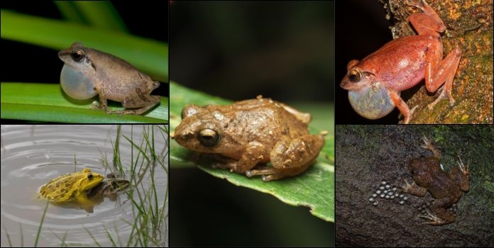 Climate Change Amphibians India