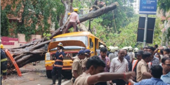 चेंबूर वृक्ष दुर्घटना : ७० वर्षे जुन्या झाडाच्या मुळांचे नुकसान ठरले दुर्घटनेचे कारण; ५० पानी चौकशी अहवाल पालिका आयुक्तांकडे सादर