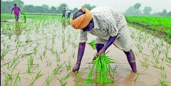 शेतकऱ्यांवर दुबार पेरणी संकट आल्यास डीपीडीसीमधून देणार मोफत बियाणे : बावनकुळे