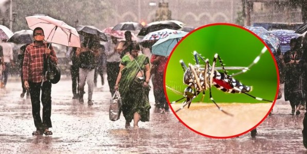 मुंबईत डेंग्यू, मलेरिया आणि लेप्टोस्पायरोसिसच्या रुग्णांमध्ये वाढ; पालिकेचा नागरिकांना सतर्कतेचा इशारा