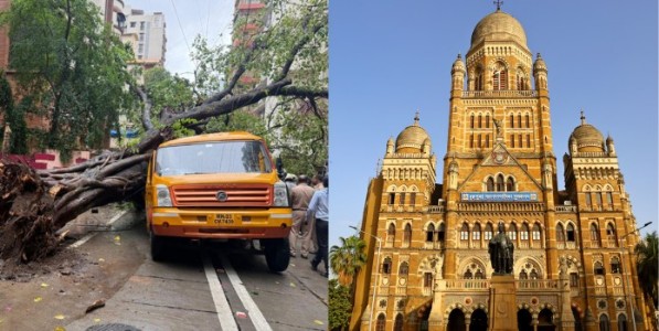चेंबूरमधील वृक्ष दुर्घटनेवरील महापालिकेचा चौकशी अहवाल महापौरांकडून फेटाळला; ११ वर्षीय विहान श्रीवास्तवच्या मृत्यूप्रकरणी नव्याने चौकशीचे आदेश