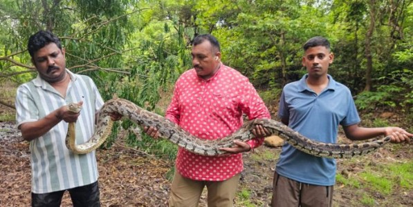 ​मुंबईतील विविध भागांतून पाच दिवसांत पाच अजगरांचे यशस्वी बचावकार्य