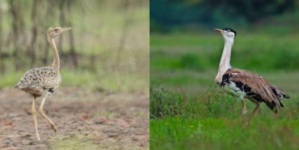 माळढोकच्या बदलत्या अधिवासाचे संकेत