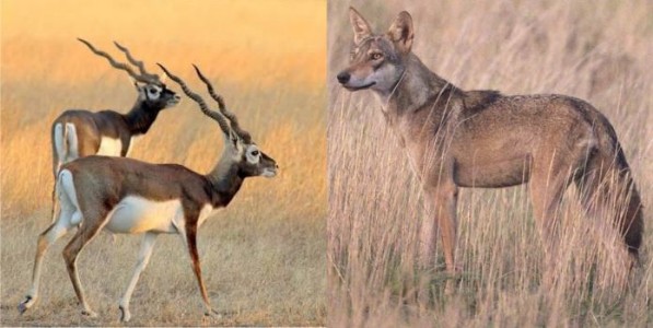 गवताळ संवर्धनाची दिशा