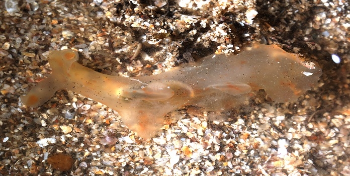 sea slug