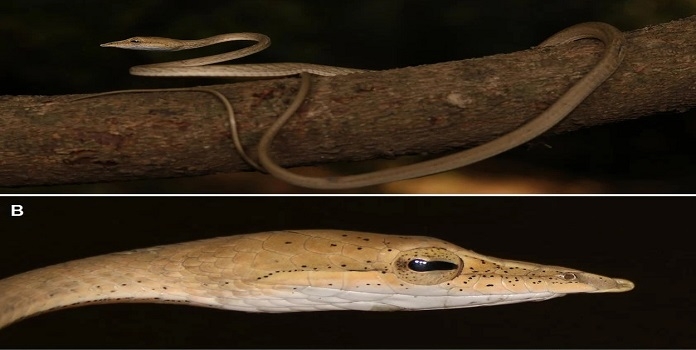 Ahaetulla laudankia in Maharashtra