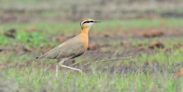 indian courser ratnagiri
