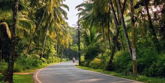 Farm Roads Tree Plantation Maharashtra