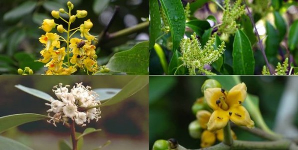 सौदर्य कांदळ फुलांचे