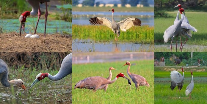 Sarus Crane