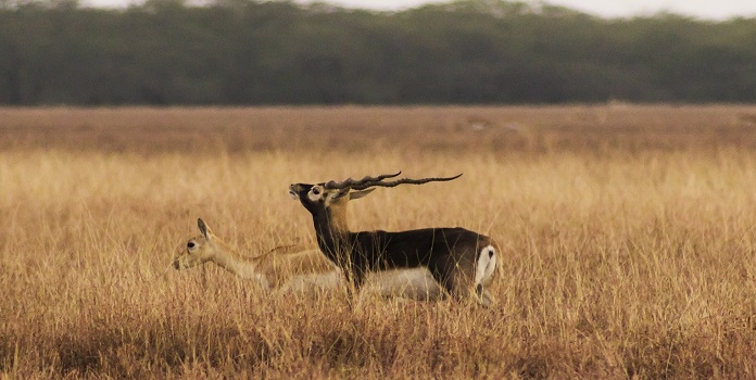 grassland