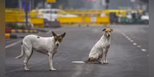 भटक्या कुत्र्यांवर नियंत्रणासाठी प्रत्येक महापालिकेत स्वतंत्र समितीचा विचार - मंत्री उदय सामंत; मुंबईत तीन निवारा केंद्र सुरु करणार