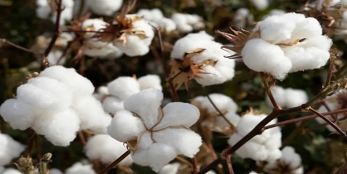 maharashtra cotton-growth