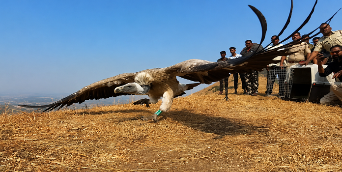 Indian Vulture 