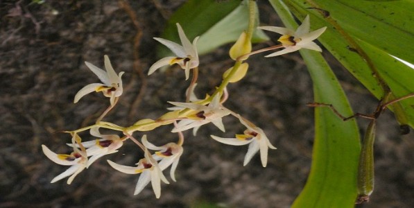 महाराष्ट्रातून १२५ वर्षांनंतर दुर्मीळ 'म्हैसूर इरिया' ऑर्किडचा पुनर्शोध; साताऱ्यात 'या' परिसरात आढळ