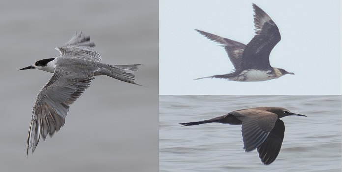 rare pelagic bird