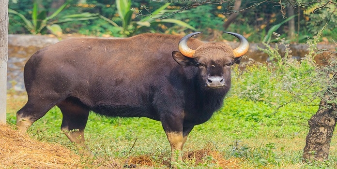 indian gaur translocation