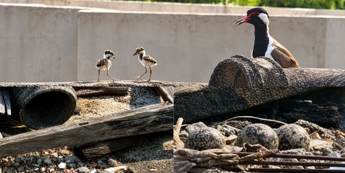 Lapwing Nest in Urban India