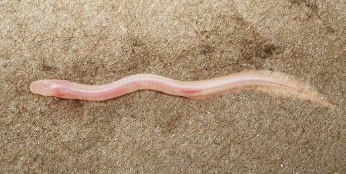 earthworm eels