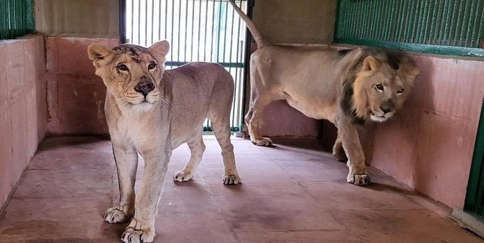 sgnp lion-tiger cage