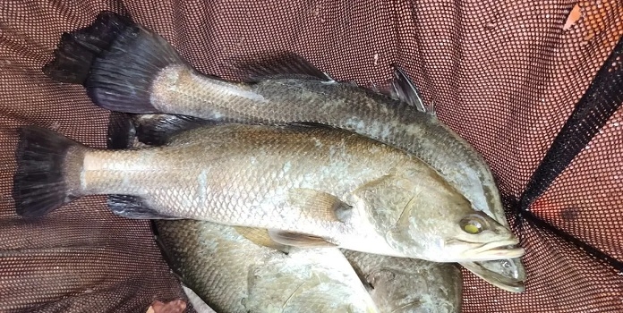 harvesting Jitada