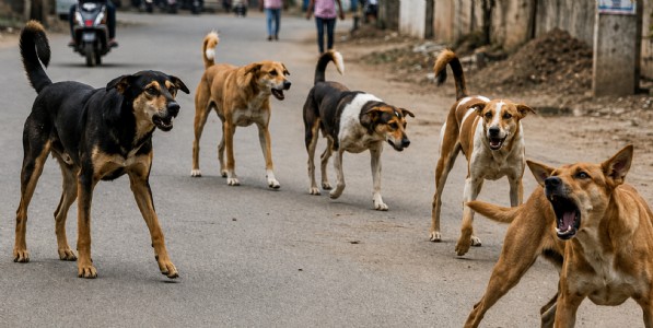 वर्ध्यात भटक्या कुत्र्याचा धुमाकूळ! एकाच दिवसात १९ जणांवर हल्ला