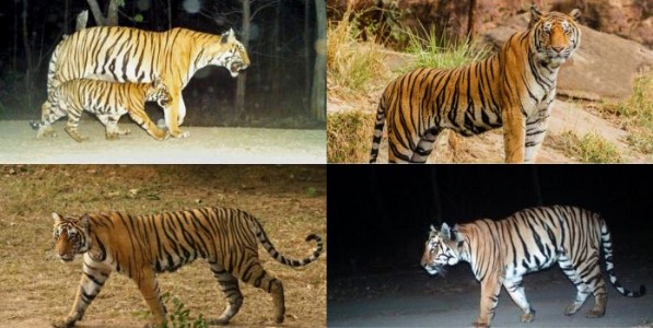 पाच जिल्ह्यांचा प्रवासी