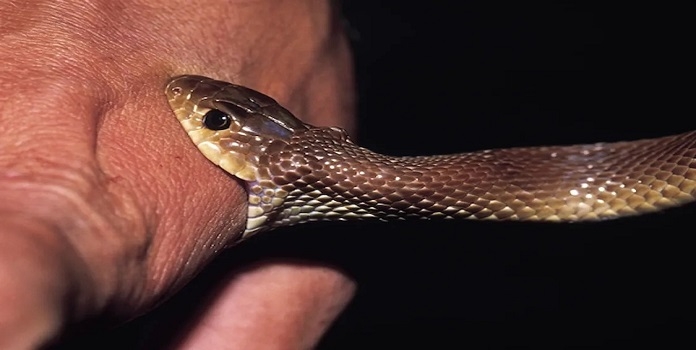 snake bite as Notifiable Disease
