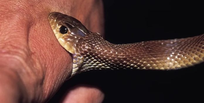  Snakebite Notified Disease Maharashtra