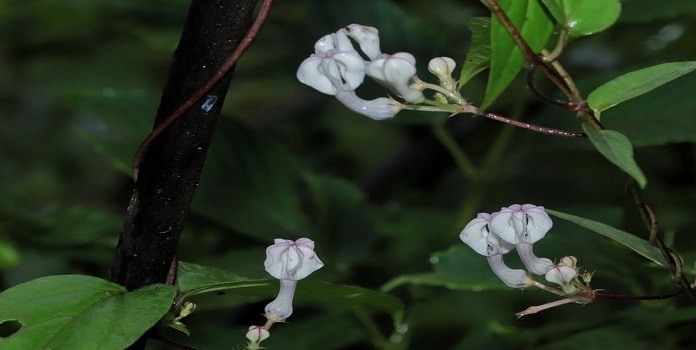 Ceropegia shivrayiana Ceropegia shivrayiana