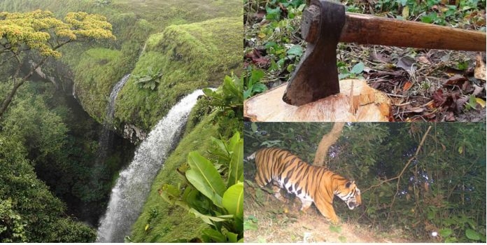 Dodamarg Forests