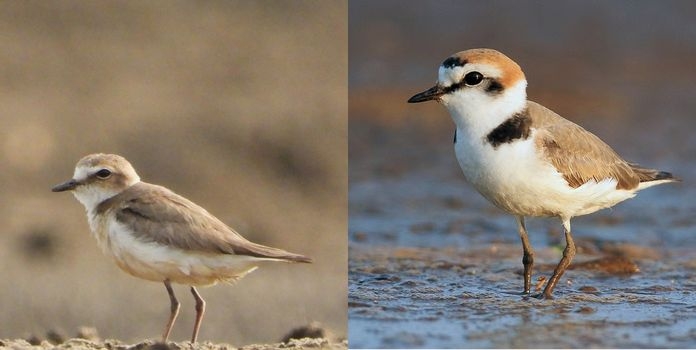 Hanuman Plover