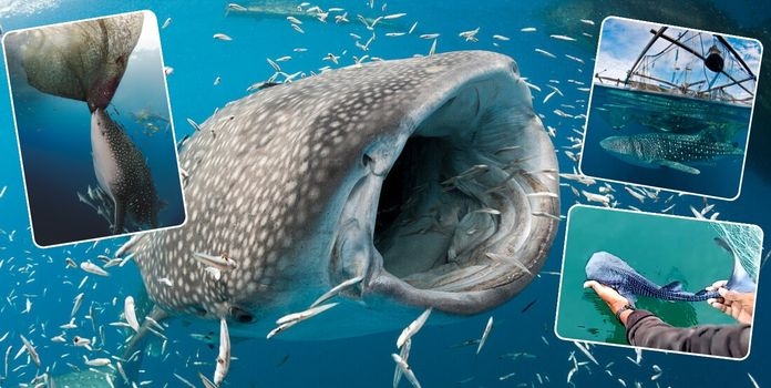 Whale Shark in Maharashtra