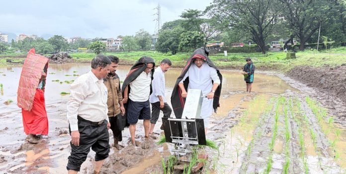 Rahul Narwekar Paddy Plantation
