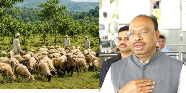 मेंढपाळांच्या समस्यांवर कायमस्वरूपी तोडगा काढण्यासाठी समिती
