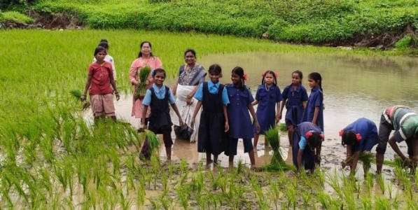 भिवंडीतील झेडपी शाळेच्या विद्यार्थ्यांनी घेतला भातलावणीचा अनुभव