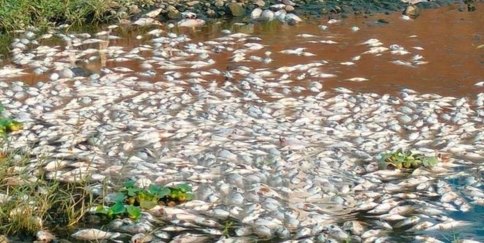 Mula River Fish Deaths