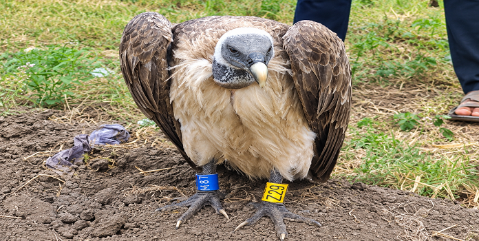 bnhs tagged vulture