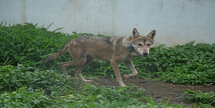 indian wolf indian wolf