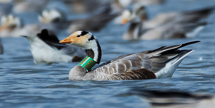 migratory birds arriving in India