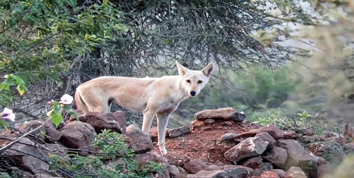 dhule indian wolf
