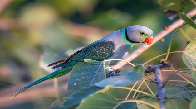 malabar parakeet mumbai malabar parakeet mumbai