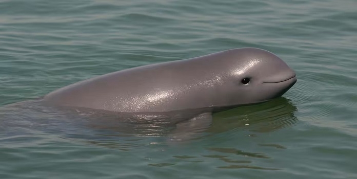 Finless porpoise