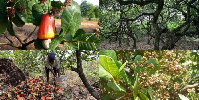 Cashew Agroforestry Biodiversity Sindhudurg